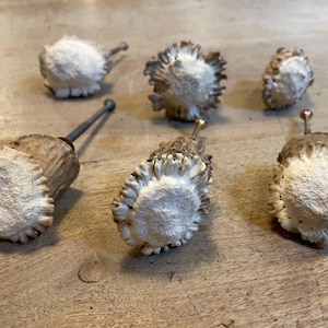 May include: A set of six cabinet knobs crafted from natural antler bases. Each knob features a textured, brown, and tan exterior with a rough, white, porous center. The knobs are equipped with metal screws for attachment to furniture surfaces.