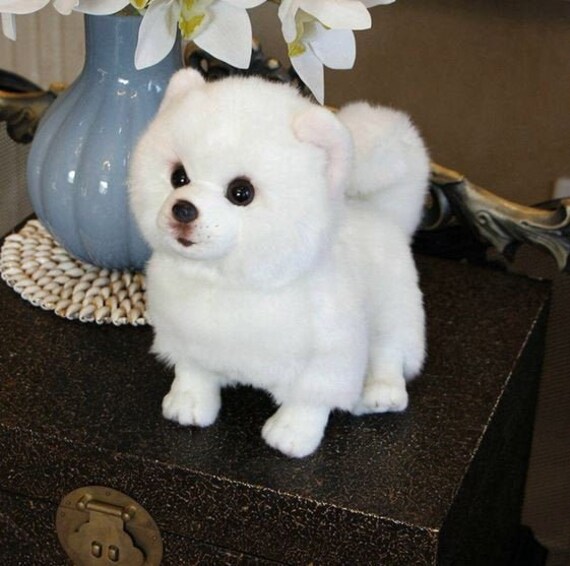 pomeranian stuffed animal