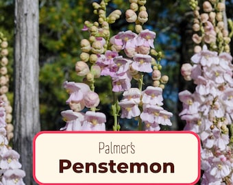 2100+ Palmer's Penstemon Seeds | Native Wildflower for Pollinator Butterflies & Bees, Flower Gardening Plant Seed Packet, Penstemon palmeri
