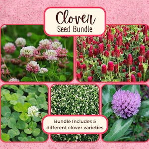 May include: A clover seed bundle with five different clover varieties. The image features close-up shots of various clovers, including those with pink, red, and white flowers, and green leaves. Text reads "Clover Seed Bundle".