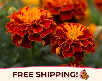 600+ French Marigold Seeds | Non-GMO, Heirloom Flower Gardening Plant Seed Pack for Pollinator Bee & Butterfly, Easy To Grow, Tagetes patula