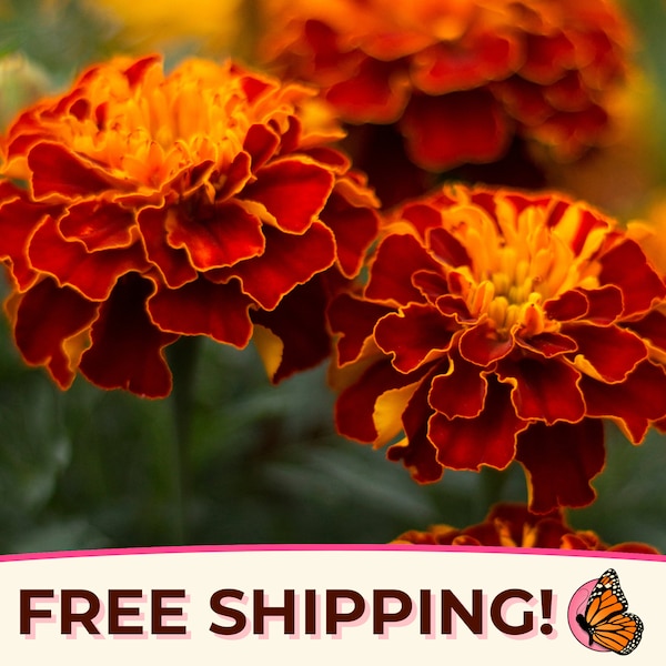 600+ French Marigold Seeds | Non-GMO, Heirloom Flower Gardening Plant Seed Pack for Pollinator Bee & Butterfly, Easy To Grow, Tagetes patula