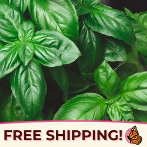 1800+ Basil Seeds &#39;Sweet Genovese&#39; | Non-GMO, Heirloom, Herb Gardening Plant Seed Packet for Growing Container Gardens, Ocimum basilicum