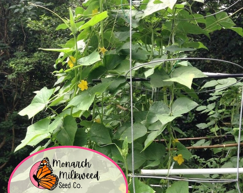 MonarchMilkweedSeeds Cucumber Seeds Boston Pickling