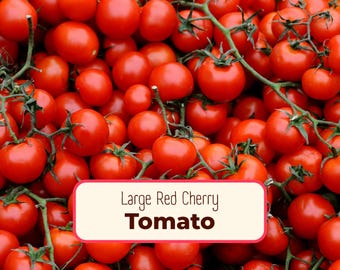 750+ Tomato Seeds 'Large Red Cherry' | Non-GMO, Heirloom, Vegetable Gardening Seed Packet for Growing, Homesteading, Solanum lycopersicum