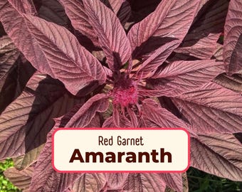 5000+ Amaranth Seeds 'Red Garnet' | Non-GMO, Heirloom, Flower / Grain Seeds Packet for Planting Survival Gardens & Homesteading, Amaranthus