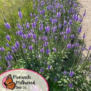 Op de afbeelding: Een veld met paarse wilde bloemen, met een logo voor Monarch Milkweed Seed Co. op de voorgrond. Het logo toont een monarchvlinder.
