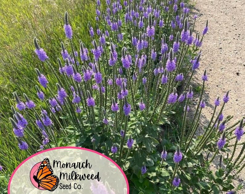 Op de afbeelding: Een veld met paarse wilde bloemen, met een logo voor Monarch Milkweed Seed Co. op de voorgrond. Het logo toont een monarchvlinder.