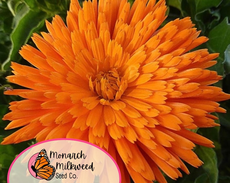 400+ Calendula Seeds | Annual Flower Gardening Seed Packet for ...