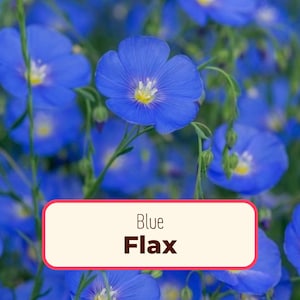 2000+ Blue Flax Seeds | Perennial Flower Gardening, Wildflower Pollinator Plant Seeds for Butterflies and Bees, Linum perenne, Linseed image 1