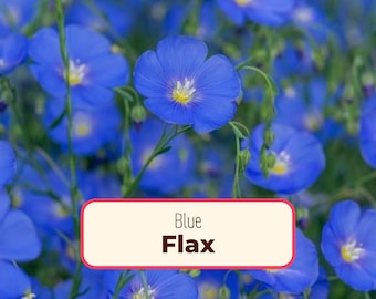 2000+ Blue Flax Seeds | Perennial Flower Gardening, Wildflower Pollinator Plant Seeds for Butterflies and Bees, Linum perenne, Linseed