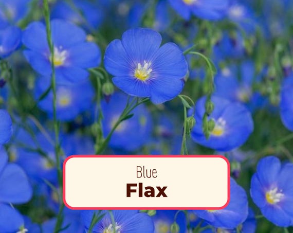 2000+ Blue Flax Seeds | Perennial Flower Gardening, Wildflower Pollinator Plant Seeds for Butterflies and Bees, Linum perenne, Linseed