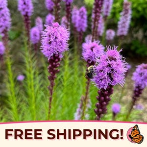 500+ Marsh Blazing Star Seeds | Native Wildflowers for Pollinator Butterflies & Bees, Flower Gardening, Liatris spicata, Gayfeather