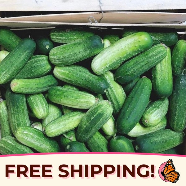 250+ Cucumber Seeds 'Boston Pickling' | Non-GMO, Heirloom, Vegetable Gardening Seeds for Planting, Pickling, Canning, Cucumis sativus