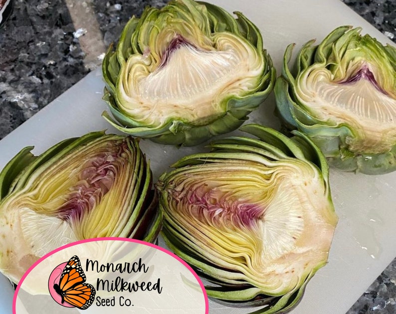 MonarchMilkweedSeeds Green Globe Artichoke Seeds - Thumbnail 4