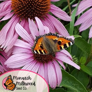 Op de afbeelding: Een vlinder met oranje, zwarte en witte vleugels zit op een roze echinacea. De bloem heeft een bruin hart en wordt omringd door andere roze echinacea's. De afbeelding bevat een logo voor Monarch Milkweed Seed Co. met een monarchvlinder.