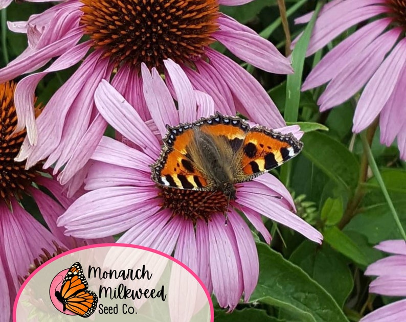 Op de afbeelding: Een vlinder met oranje, zwarte en witte vleugels zit op een roze echinacea. De bloem heeft een bruin hart en wordt omringd door andere roze echinacea's. De afbeelding bevat een logo voor Monarch Milkweed Seed Co. met een monarchvlinder.