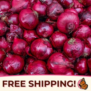 750+ Onion Seeds &#39;Red Creole&#39; | Heirloom, Non-GMO, Vegetable Gardening Plant Seed Packet for Growing, Farming, Homesteading, Allium cepa