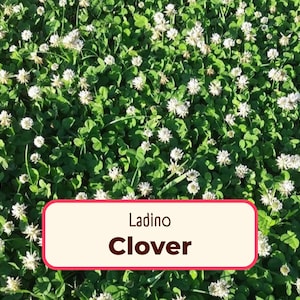 15500+ Ladino Clover Seeds | Flower Gardening Seed Packet for Pollinators, Bees, Butterflies, Farming, Cover Crops Seed, Trifolium repens