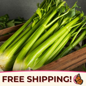 8600+ Celery Seeds &#39;Utah 52-70&#39; | Vegetable Gardening, Non-GMO, Heirloom, Seed Packet for Planting, Growing Celery Juice,  Apium graveolens