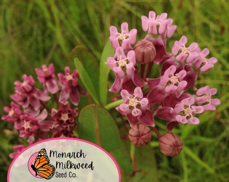 MonarchMilkweedSeeds Prairie Milkweed Seeds - Thumbnail 4