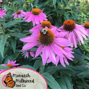 Op de afbeelding: Een close-up van een roze echinacea met een oranje hart. Een hommel zit op de bloem. De bloem wordt omringd door groene bladeren. De afbeelding bevat een logo voor Monarch Milkweed Seed Co. met een monarchvlinder.