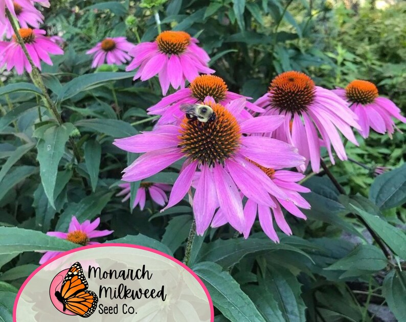 Op de afbeelding: Een close-up van een roze echinacea met een oranje hart. Een hommel zit op de bloem. De bloem wordt omringd door groene bladeren. De afbeelding bevat een logo voor Monarch Milkweed Seed Co. met een monarchvlinder.