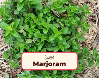 4200+ Sweet Marjoram Herb Seeds | Culinary Herb Garden Seed Packet for Growing Marjoram Plants, Container Gardening, Origanum majorana