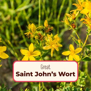 3750+ St. John's Wort 'Great' Seeds | Perennial Wildflower Garden Flower Seed for Pollinator Bee & Butterfly, Hypericum pyramidatum, ascyron