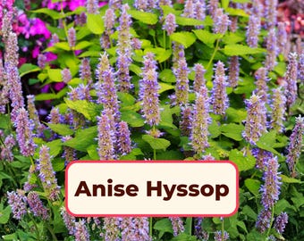 1400+ Anise Hyssop Seeds | Native Perennial Wildflower Pollinator Plant Seed Packet for Butterfly & Bee  Flower Garden, Agastache foeniculum