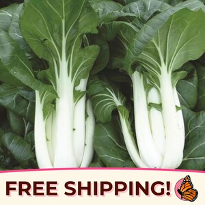 1600+ Cabbage 'White Stem Bok Choy' Seeds | Non-GMO, Heirloom, Vegetable Gardening Plant Seed Packet for Planting, Chinese Cabbage Pak Choi