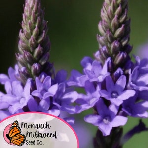Op de afbeelding: Close-up van paarse verbena bloemen met een groene achtergrond. De bloemen bloeien en hebben een delicate, stervormige uitstraling. De afbeelding bevat ook een logo voor Monarch Milkweed Seed Co. met een vlinder.