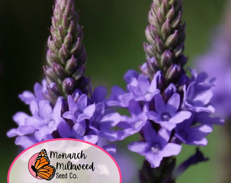 Op de afbeelding: Close-up van paarse verbena bloemen met een groene achtergrond. De bloemen bloeien en hebben een delicate, stervormige uitstraling. De afbeelding bevat ook een logo voor Monarch Milkweed Seed Co. met een vlinder.