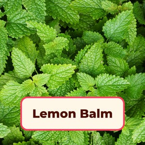 1800+ Lemon Balm Seeds | Non-GMO, Heirloom, Herb Gardening Plant Seed Packet for Container Gardens, Herbalism, Melissa officinalis