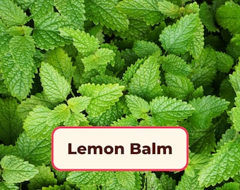 1800+ Lemon Balm Seeds | Non-GMO, Heirloom, Herb Gardening Plant Seed Packet for Container Gardens, Herbalism, Melissa officinalis