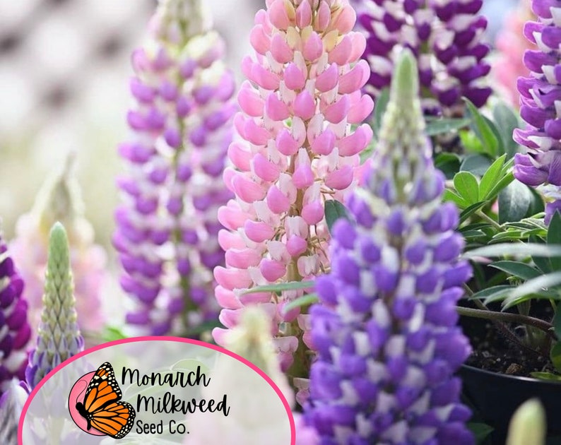 MonarchMilkweedSeeds Russell Lupine Seeds - Thumbnail 3