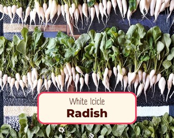 1,200+ Radish Seeds 'White Icicle' | Non-GMO, Heirloom, Vegetable Gardening Plant Seed Packet for Growing, Planting, Raphanus sativus