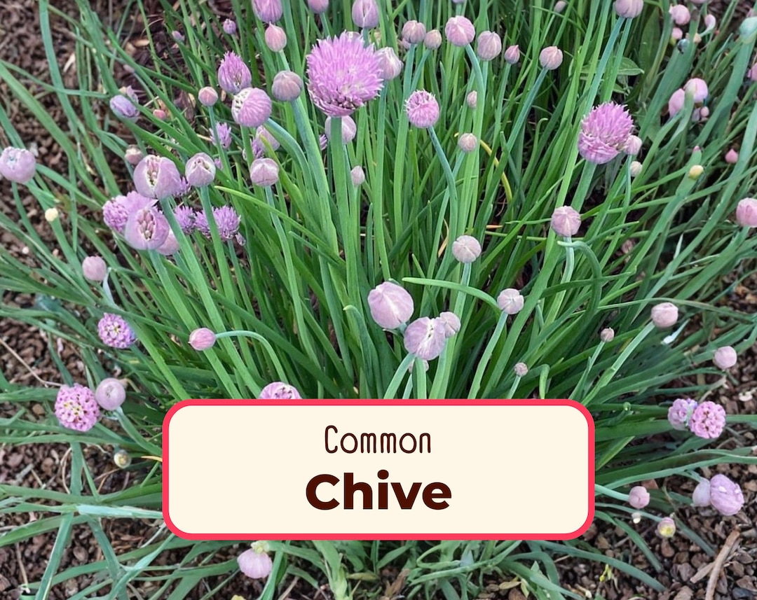 2250+ Common Chive Seeds | Edible Perennial Flowering Herb Plant Seeds ...