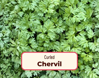 650+ Curled Chervil Seeds | Heirloom, NonGMO, Gardening Seeds, Herb Seed Packet, Vegetable Seeds, French Parsley, Anthriscus cerefolium