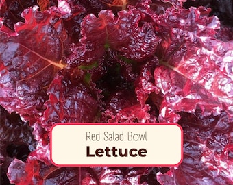 5800+ Lettuce Seeds 'Red Salad Bowl' | Non-GMO, Heirloom, Vegetable Gardening Seed Packet for Planting, Growing, Homestead Garden Gifts, USA