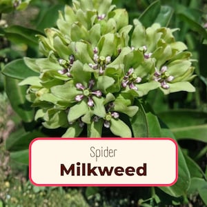 20+ Spider Milkweed Seeds | Native Perennial Wildflower Gardening Flower Seed for Monarch Butterfly, Asclepais viridis, Green Antelope Horn