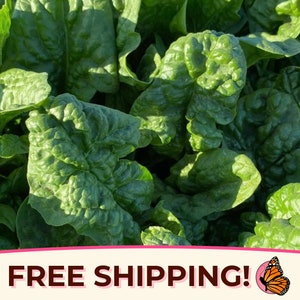 1100+ Spinach Seeds &#39;Bloomsdale Longstanding&#39; | Vegetable Gardening Plant Seed Packets for Growing Non-GMO, Heirloom, Spinacia oleracea