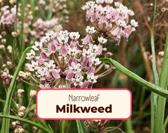 55+ Narrowleaf Milkweed Seeds | Native Perennial Wildflower, Flower Plant Seed for Pollinator Monarch Butterfly, Asclepias fascicularis