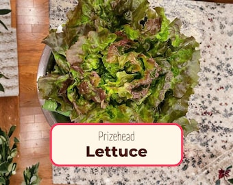 5300+ Lettuce Seeds 'Prizehead' | Non-GMO, Heirloom Vegetable Gardening Plant Seed Packet for Homesteading, Farming and Growing Gardens