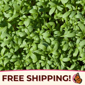 1500+ Curled Cress Seeds | Heirloom, Non-GMO, Vegetable Seed Packet, Homestead Herb Gardening, Unique Uncommon Herb, Lepidium sativum