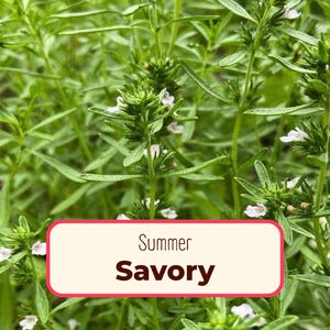 5300+ Summer Savory Seeds | Non-GMO, Heirloom Herb Gardening Plant Seed Packet for Growing Container Herb Gardens, Satureja hortensis image 1