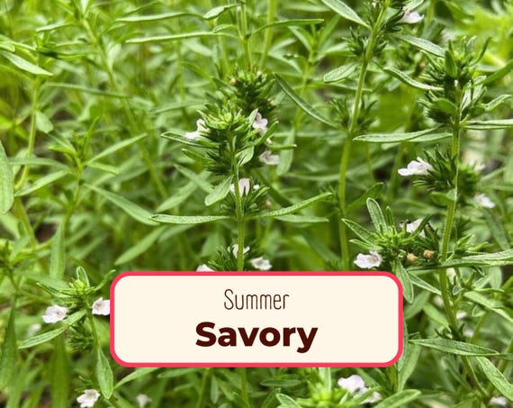 5300+ Summer Savory Seeds | Non-GMO, Heirloom Herb Gardening Plant Seed Packet for Growing Container Herb Gardens, Satureja hortensis