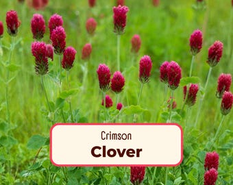1950+ Red Crimson Clover Seeds | Native Wildflower, Flower Garden Seed Packet for Pollinators Bees & Butterflies, Ground Cover, Cover Crop
