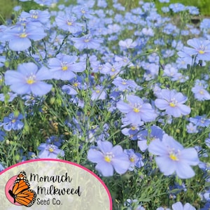 May include: A field of blue flax flowers in bloom. The flowers are delicate and have a light blue color. The flowers are in full bloom and are surrounded by green foliage. The image includes the text "Monarch Milkweed Seed Co."