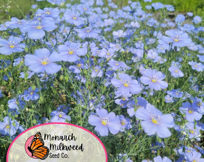 May include: A field of blue flax flowers in bloom. The flowers are delicate and have a light blue color. The flowers are in full bloom and are surrounded by green foliage. The image includes the text "Monarch Milkweed Seed Co."